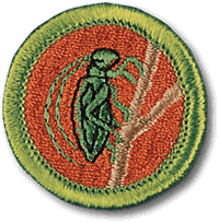Insect Study merit badge